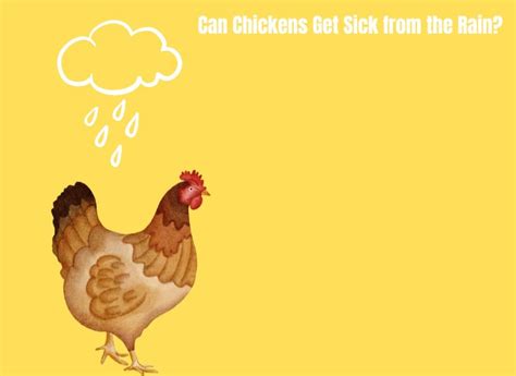 Can Farm Animals Get Sick From The Rain